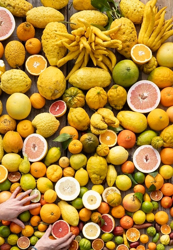 若冲のあの象さんがぬいぐるみに! その名も「じゅかぞう」! 3年ぶりに特別展示される静岡県立美術館所蔵の伊藤若冲《樹花鳥獣図屏風》をモチーフにしたグッズを、ミュージアムショップにて発売