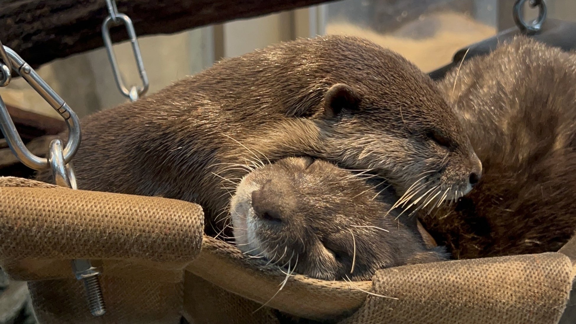 かつてない感動に出会う旅「TRAIN SUITE 四季島」3・4日間 ジャルパック貸切運行で行く千曲川ワインバレー 2月6日(木)14:00発売