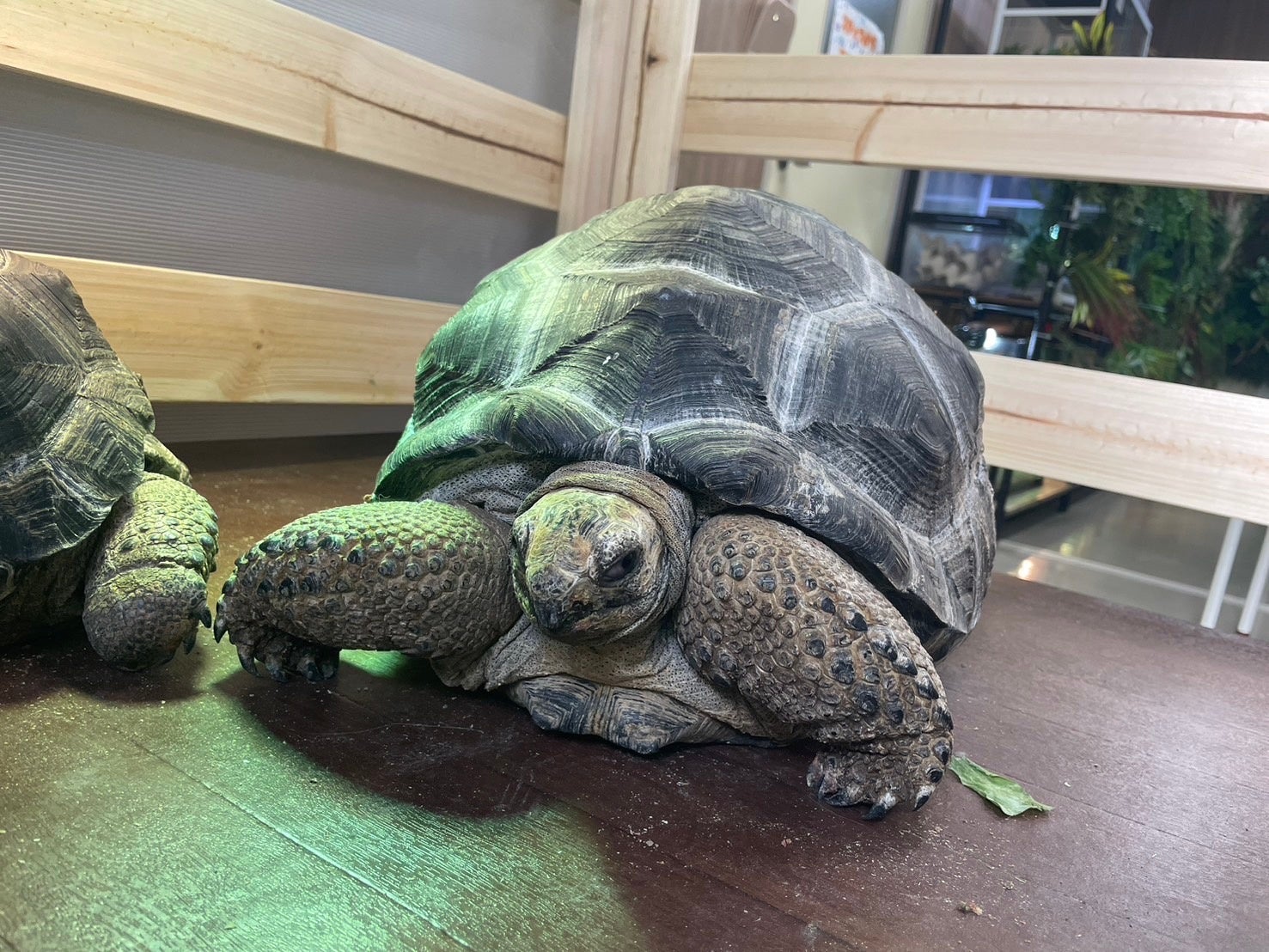 【エバーグレイズ香肌峡OPEN 1st ANNIVERSARY！！】　　　 　1周年を記念して新サイト、プラン、イベントが続々登場！