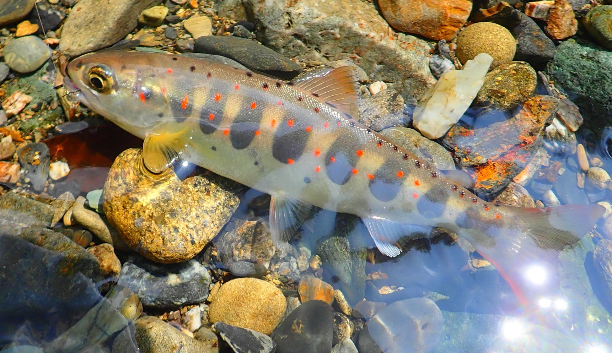 「偕楽園 UME The Lights（ウメザライツ）」を初開催