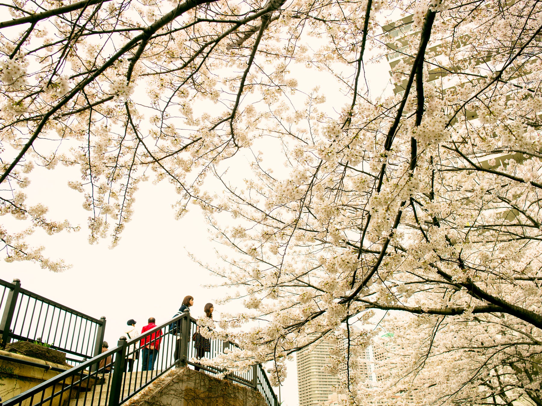 【メディア関係者・記者の方々ご招待】銀座で連日行列をいただいている「炊き立て土鍋ごはんと甘辛ビーフカレー 一体感」が京都嵐山にオープン！レセプション開催のご案内