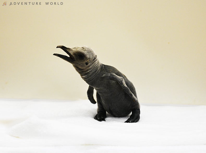 【ザ・リッツ・カールトン大阪】ホテルでラグジュアリーに楽しむストロベリーシーズン~苺の新たな魅力を引き出したアフタヌーンティーとランチ&アフタヌーンブッフェを開催~