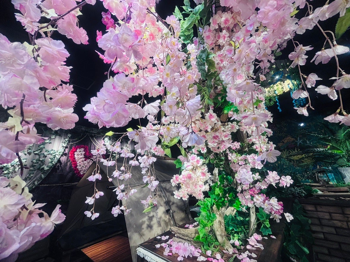 関東有数 2,500本の桜が咲く絶景イベント「さがみ湖桜まつり」3/15(土)開幕。桜とイルミネーションの共演「夜桜イルミリオン」も同時開催