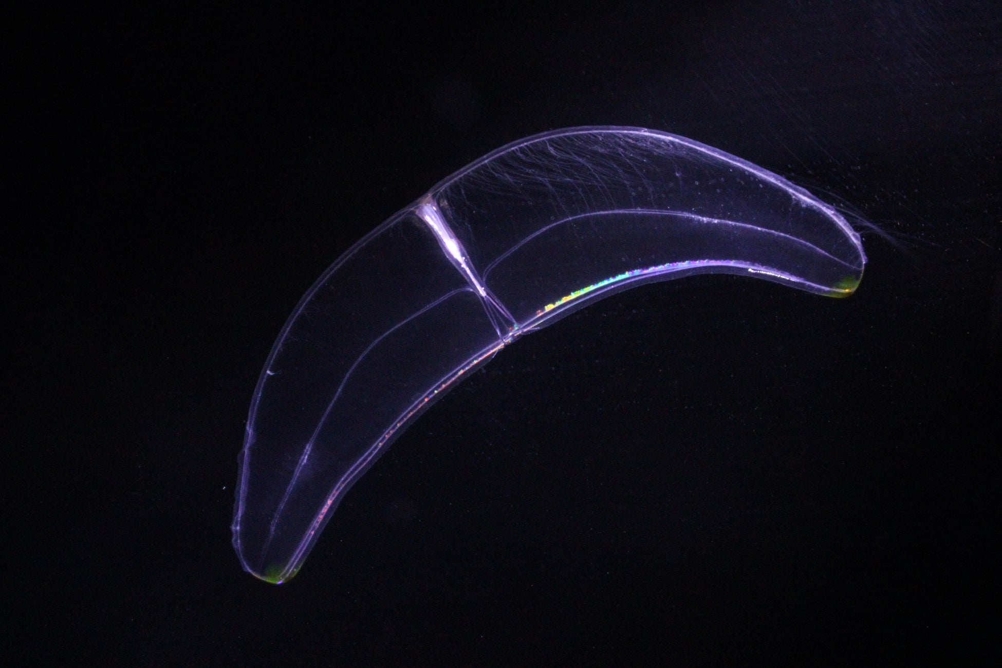 ニジゲンノモリ「NARUTO&BORUTO 忍里」6周年記念!弐の巻『うずまきボルト誕生祭2025』 3月27日より開催