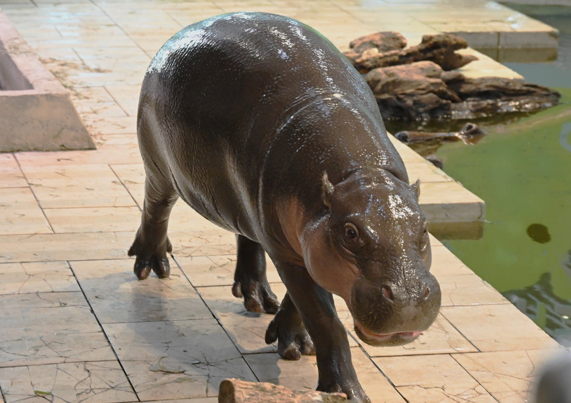アジア・オセアニア地域限定!断熱ステンレスボトルブランドHydro Flask®(ハイドロフラスク)より、心ときめくピンクグレープフルーツのボトルが登場