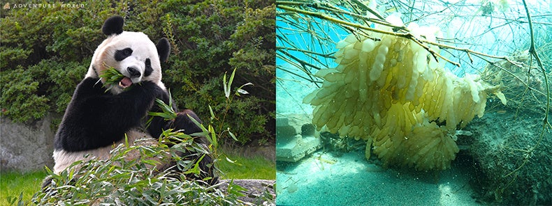 【新アウトドアサウナ】『海が水風呂』勝浦の一棟貸し「THE VIBES VILLA」に究極の自然派ととのい空間が誕生