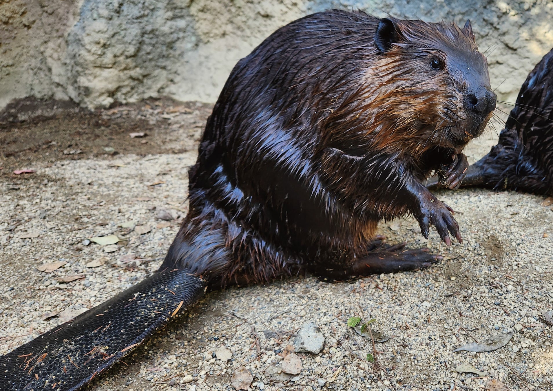 【コールマンイベント】今年こそ！一緒にキャンプを始めよう『マイファーストキャンプ』開催決定