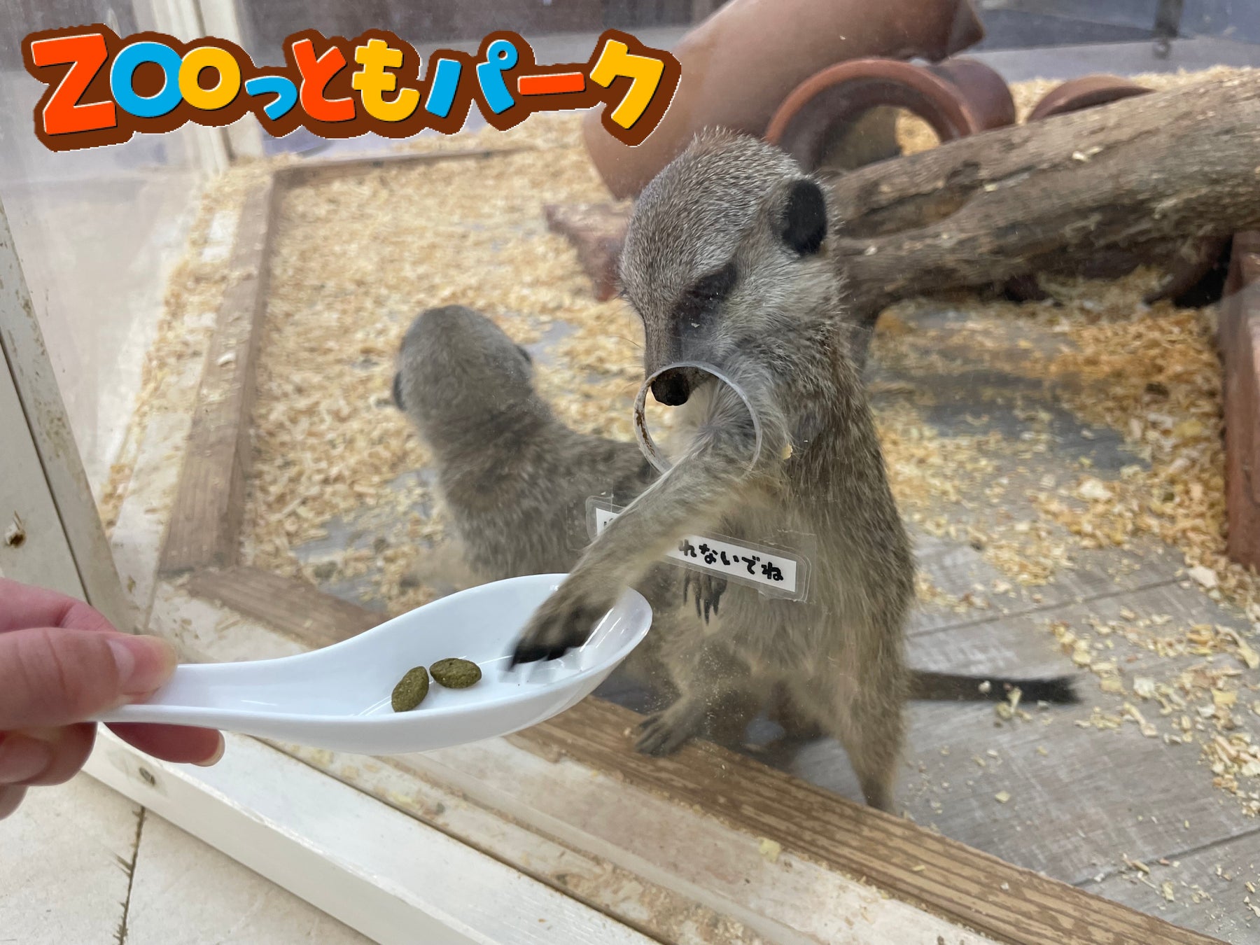 徳之島の「亀津」に一棟貸しの宿 「KAMETSU SURF HOUSE」 がグランドオープン!