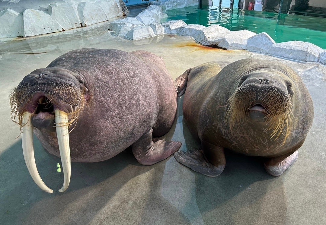 【セイウチ繁殖プロジェクト】タンポポ、3月4日に帰館が決定