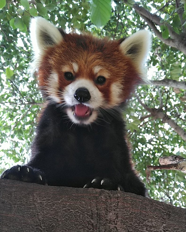 舞妓さんの舞と日本料理で京都の豊かな伝統文化と芸術を体験「一見さん」大歓迎のイベント 「舞妓ディナー」を開催