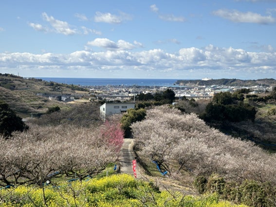 キャディバッグ・アクセサリー 『メジャーコレクション2025』シリーズ新発売!