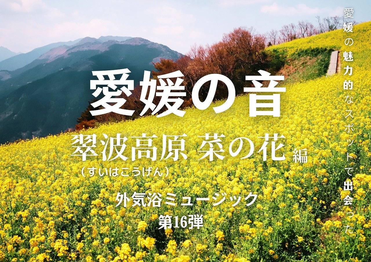 愛媛の音 第16弾「四国中央市〜翠波高原 菜の花〜」！伊予の湯治場喜助の湯　サウナ外気浴BGM【愛媛県・松山市】