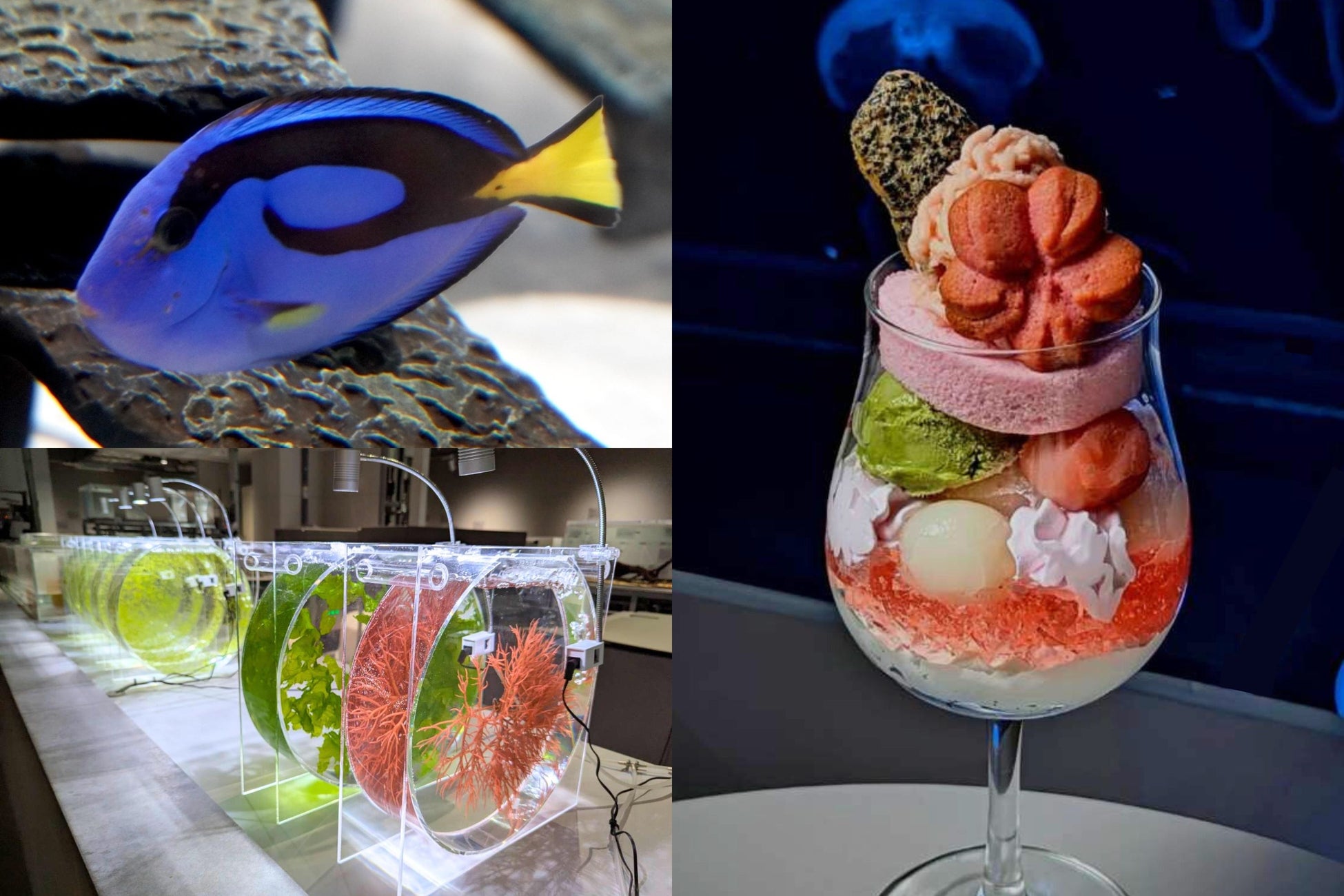 札幌の新生活を応援！海とサクラを五感で感じる「春のすいぞくかん」開催