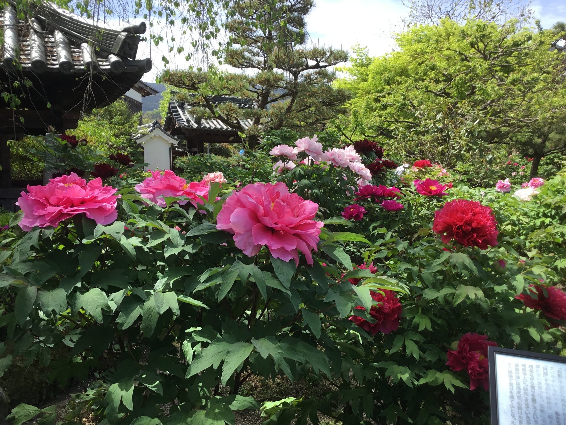 2027 年大河ドラマ主人公である小栗忠順ゆかりの地、ヴェルニー公園ガイドツアーを開催します！