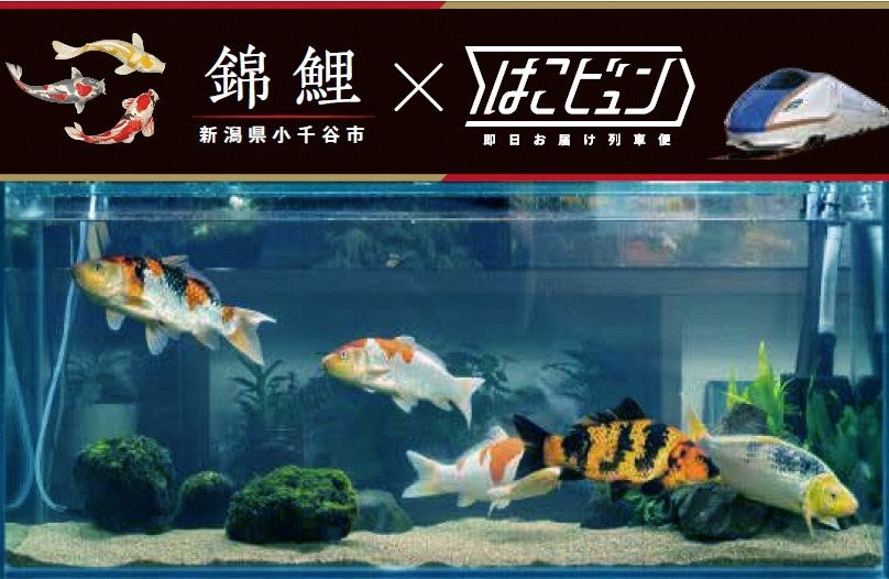 【藤田観光株式会社】設立70周年記念企画第2弾 合格者には「箱根小涌園ユネッサン」入場無料の特典も!「藤田観光検定~ホテリエからの招待状!明日誰かに話したくなる豆知識~」本日公開