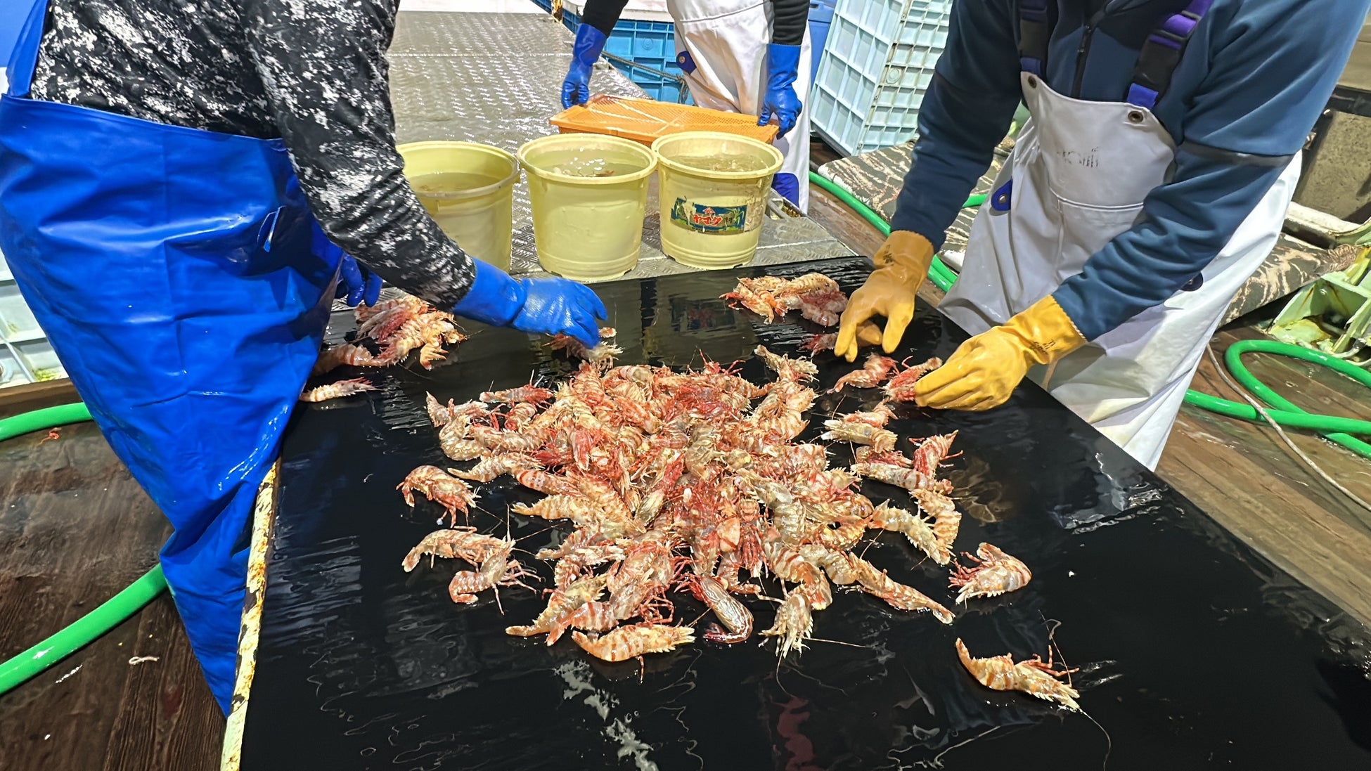 【新潟県小千谷市×JR東日本】“情報発信連携事業”「はこビュン」を活用して「錦鯉」を「JAPAN RAIL CAFE TOKYO」に初展示 !