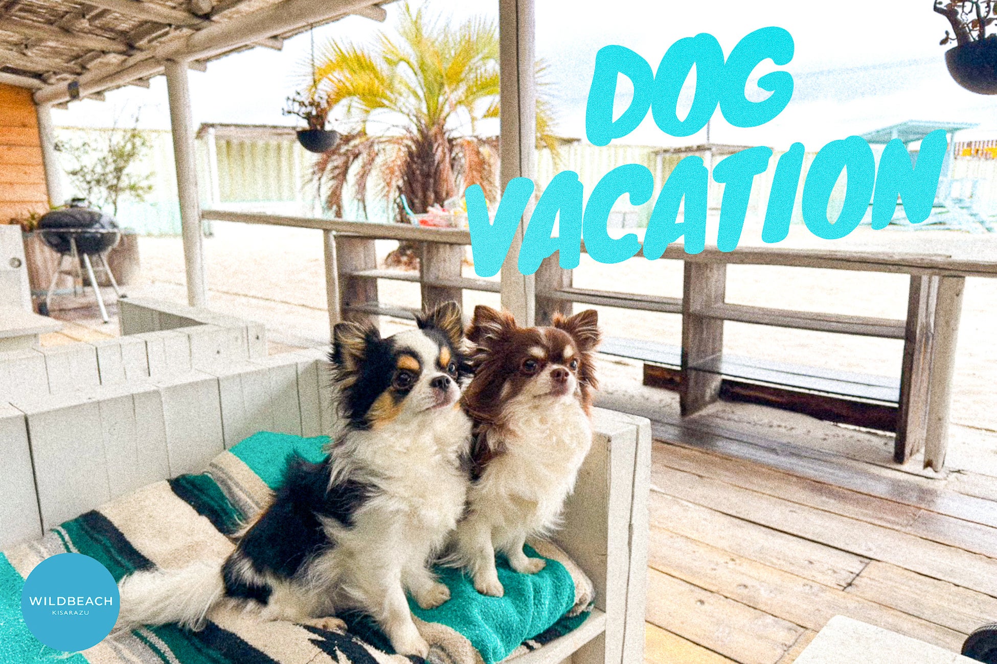 『愛犬とヴァカンス』を過ごす、新スポットが木更津に誕生！WILDBEACHのグランピング＆ビーチカフェでペット同伴が2025年3月から利用開始