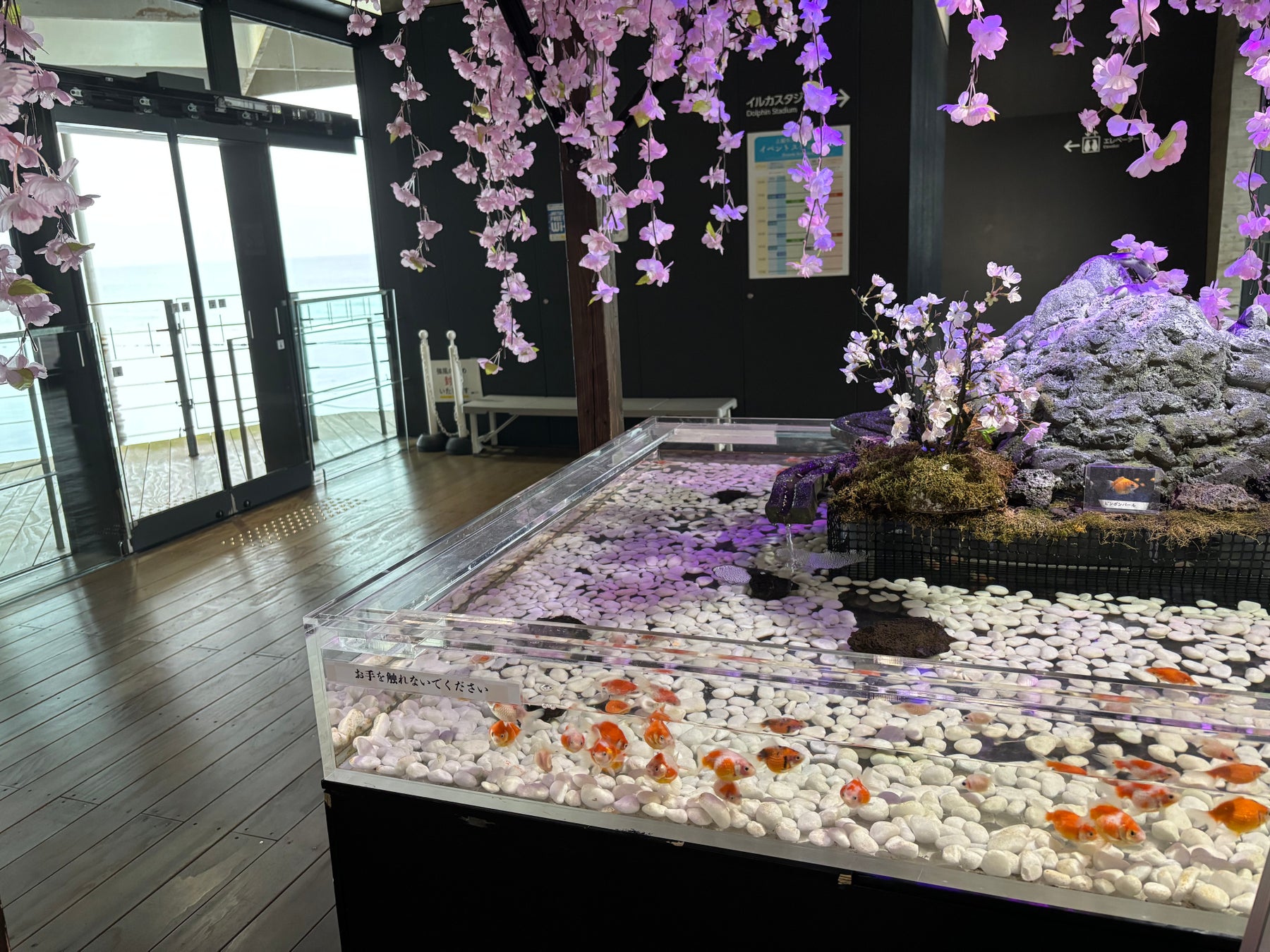 【上越市立水族博物館 うみがたり】祝・第１００回高田城址公園観桜会！『サクラ咲く 春のうみがたり２０２５』【令和７年３月２８日（金）～４月１３日（日）】