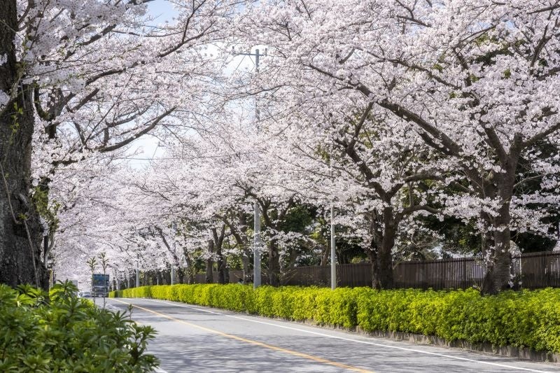 3月下旬の開花まであと少し！桜が楽しめる見どころをご紹介松戸市内4つのさくらの名所で「さくらまつり」開催！