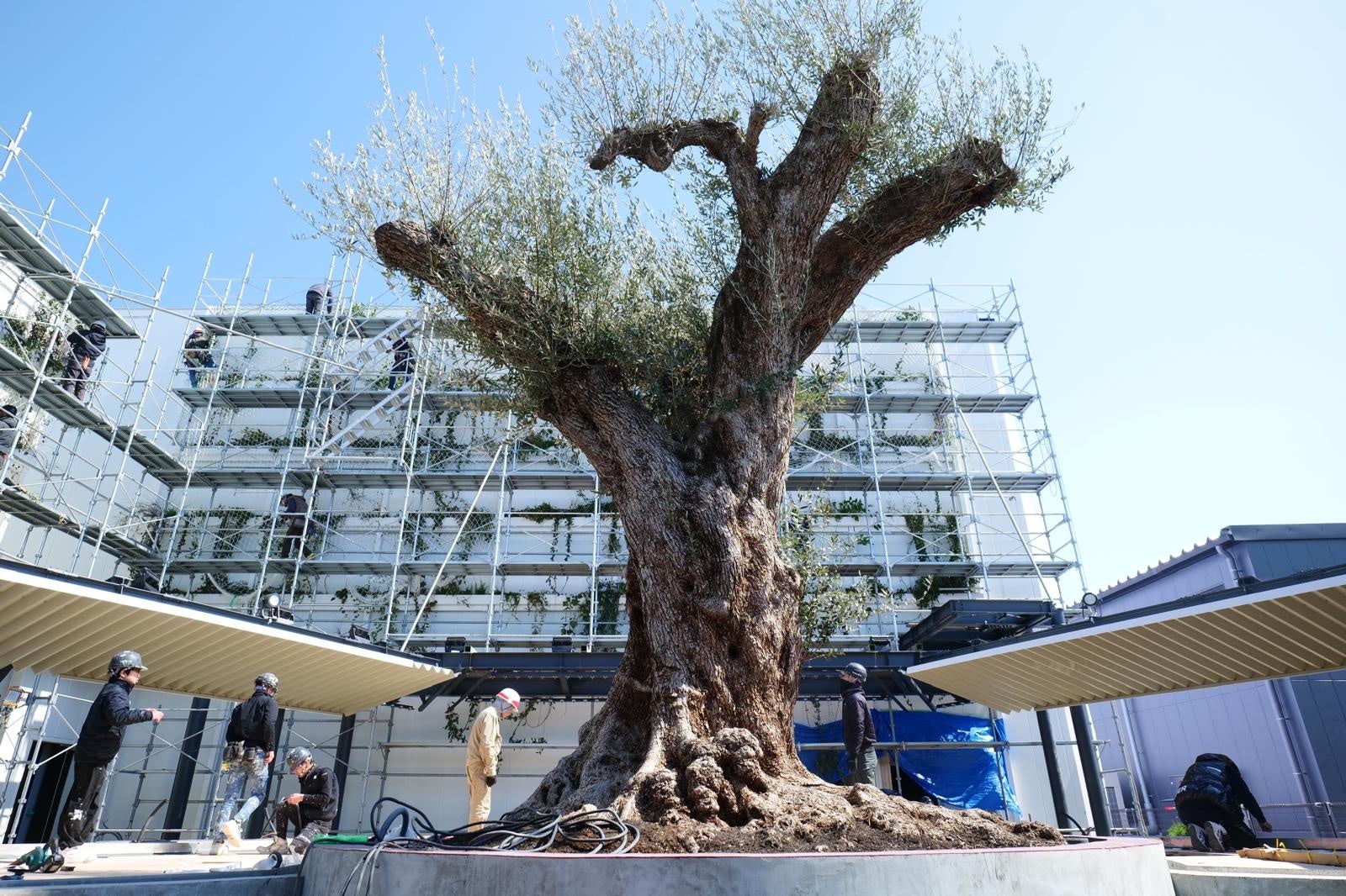 【グランドニッコー東京 台場】「Color Parfait ～Brown～」提供期間：2025年5月1日（木）～6月30日（月）