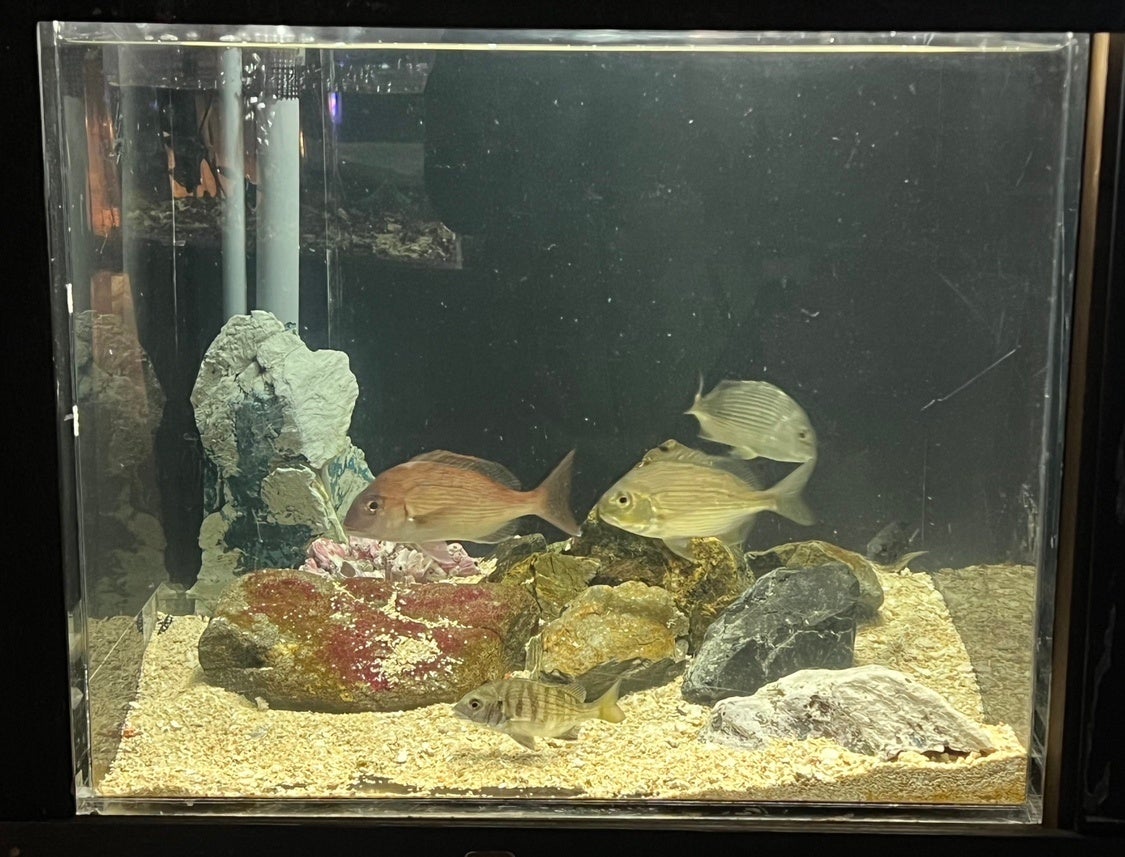 “タイ”なのにタイじゃない！？魚の名前に迫る企画展を開催