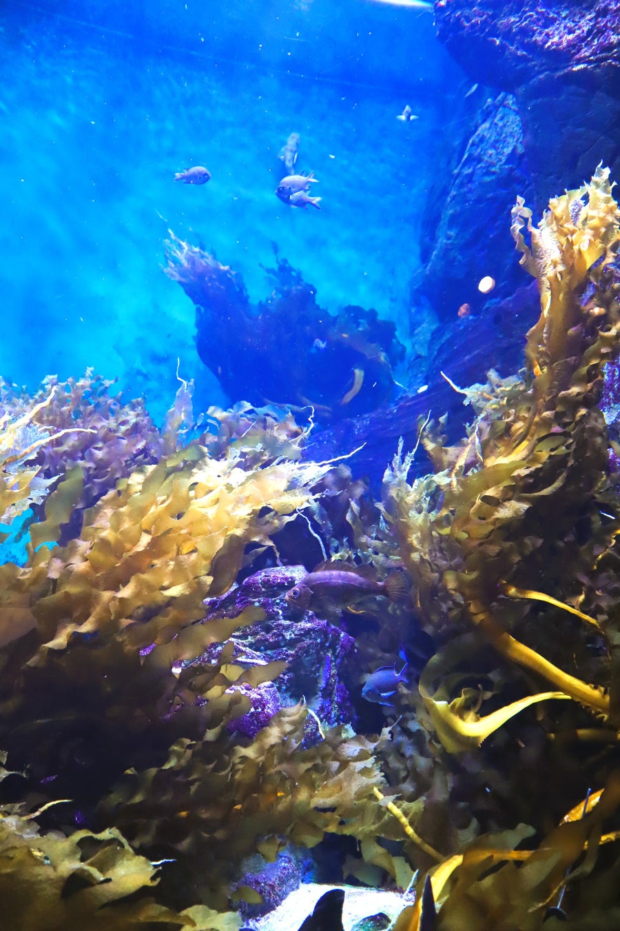 【ホテル オリエンタル エクスプレス 鹿児島天文館】本日グランドオープン!