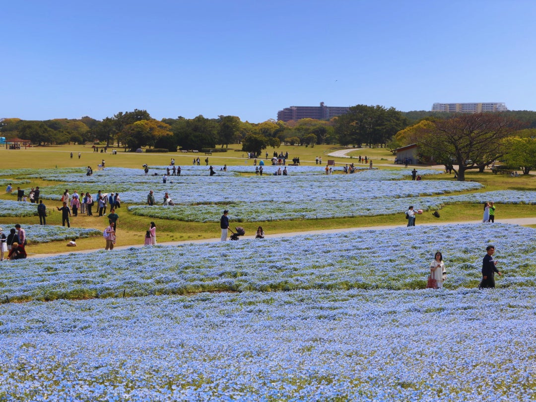 ネモフィラ100万本満開！【国営海の中道海浜公園】