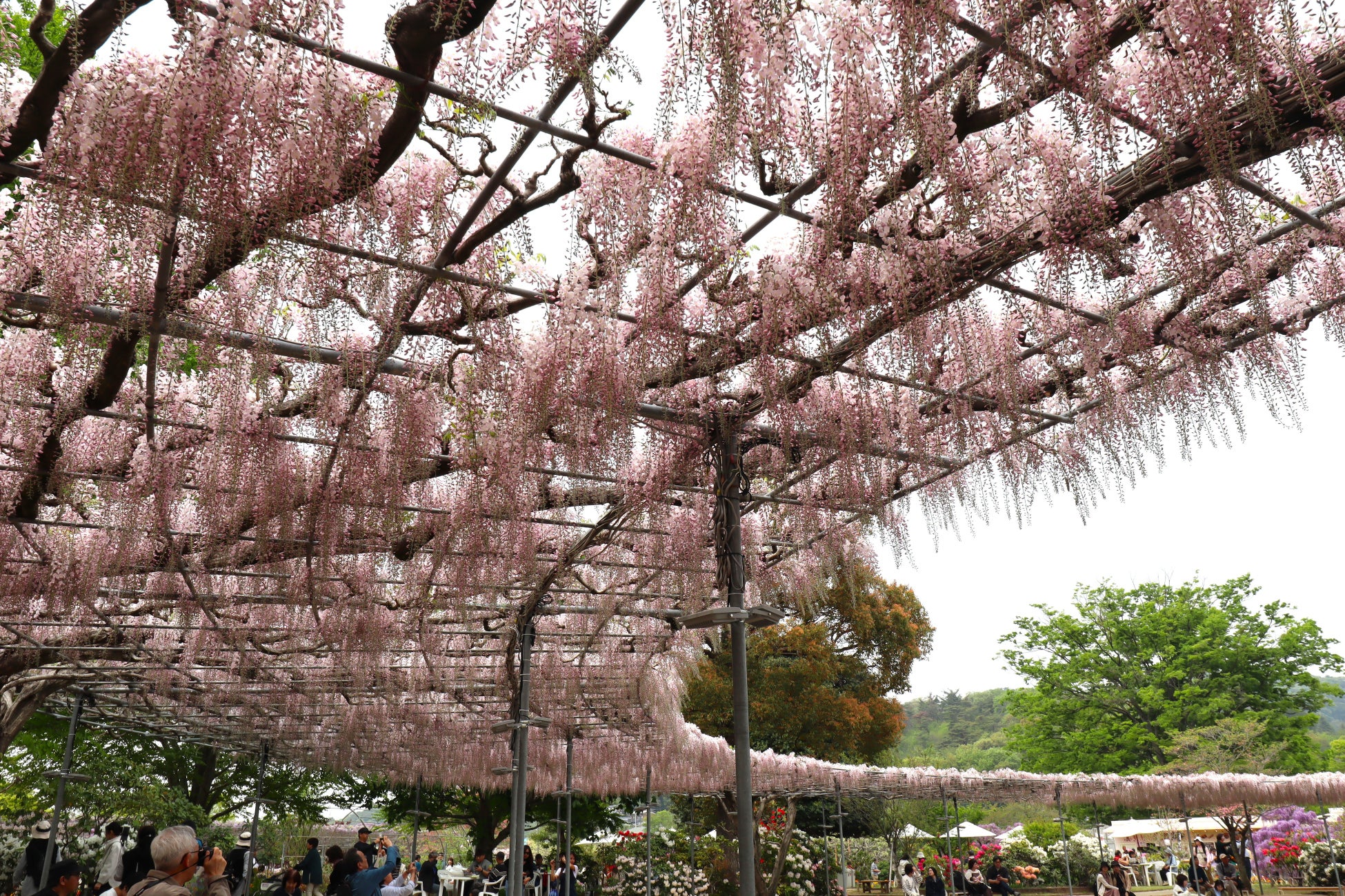 【開花速報】早咲きの「うす紅藤」が満開となりました！