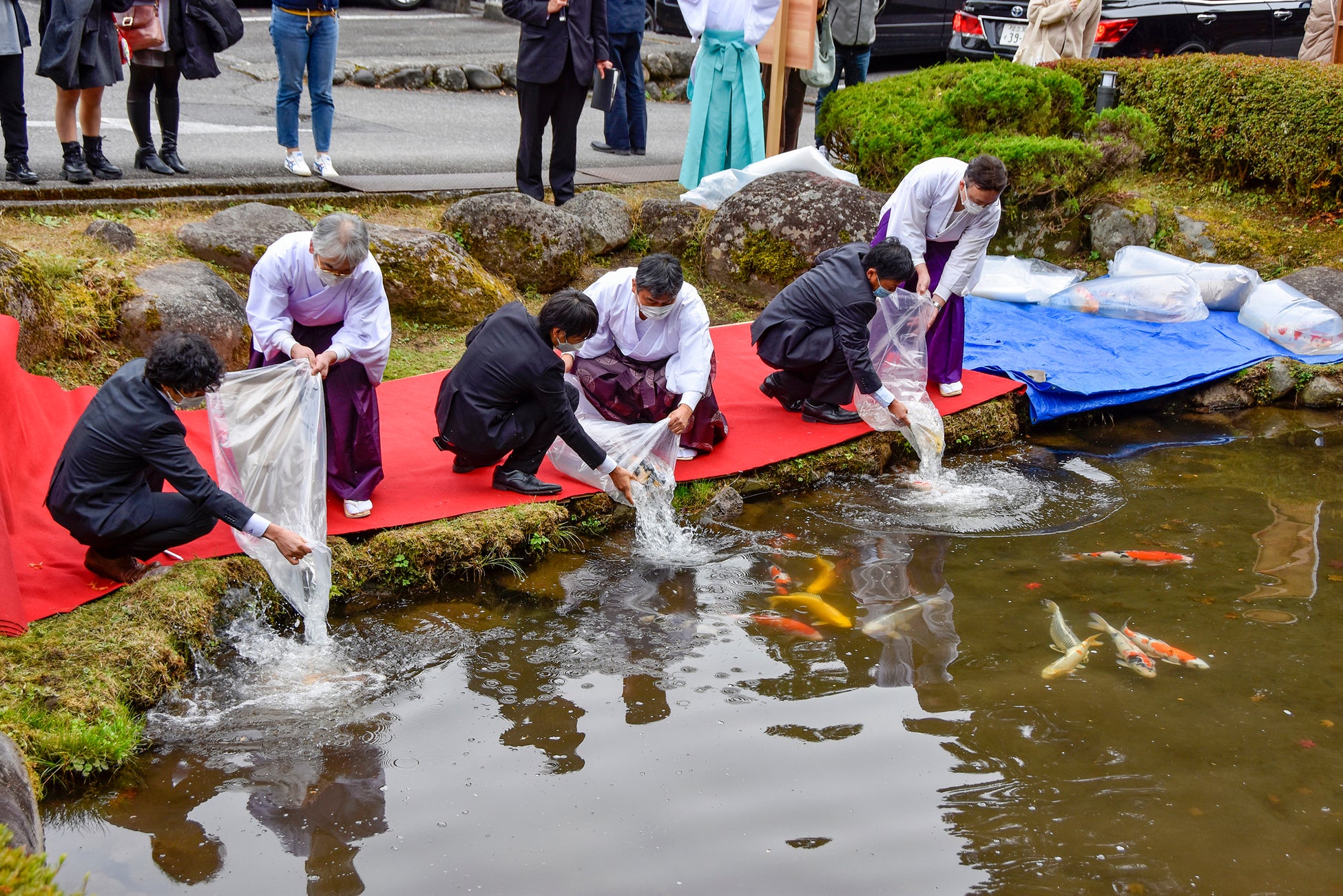 【新潟県小千谷市】小千谷産の国魚・錦鯉を栃木市の県庁堀に放流します