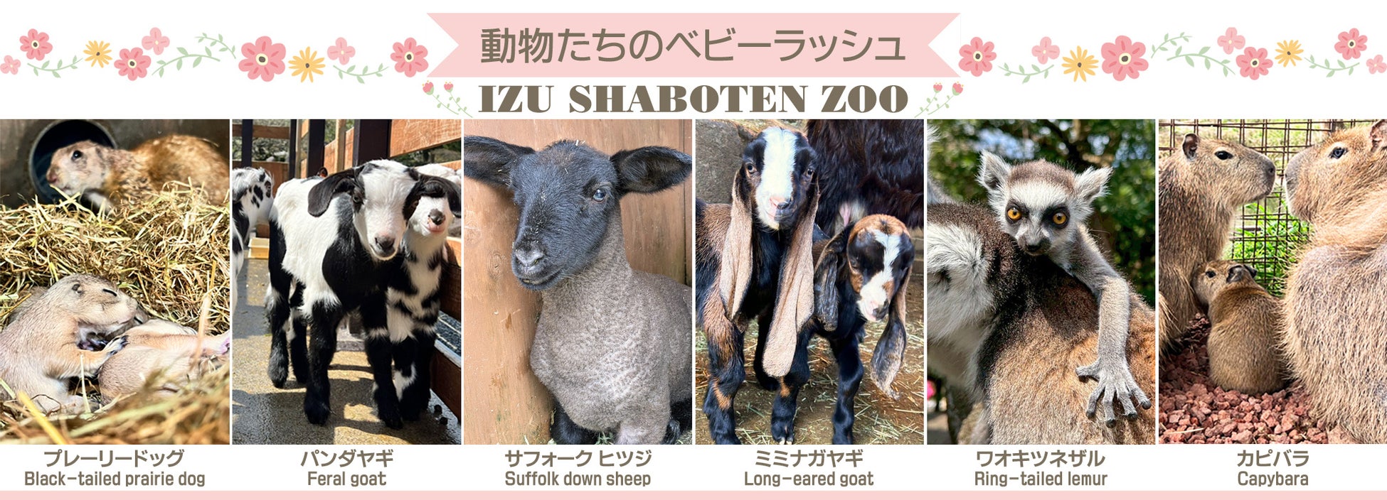春まっ盛り！ 伊豆シャボテン動物公園の動物たちはベビーラッシュ！！