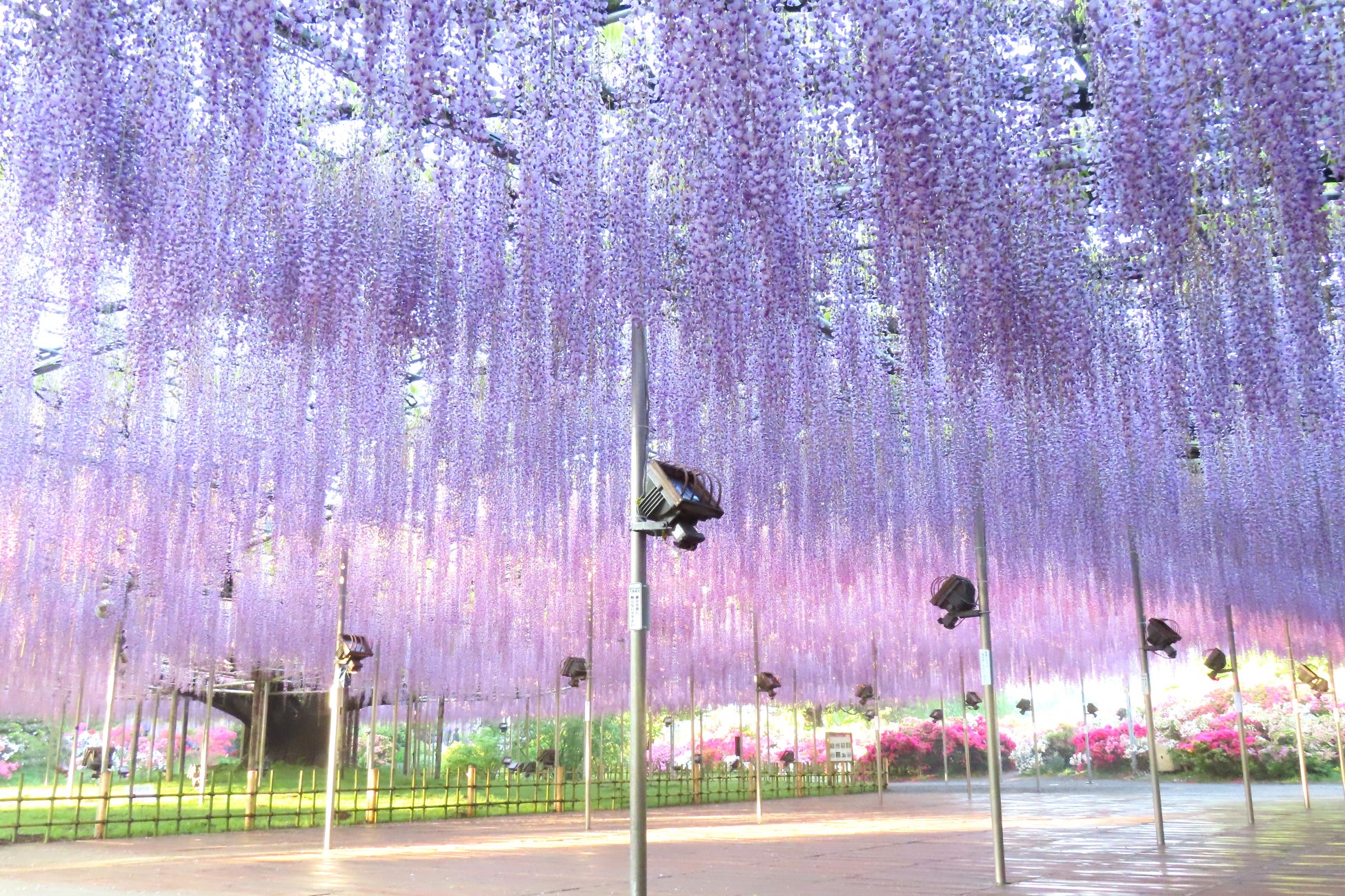350本の藤が咲き誇り、百花繚乱の園内となっております！