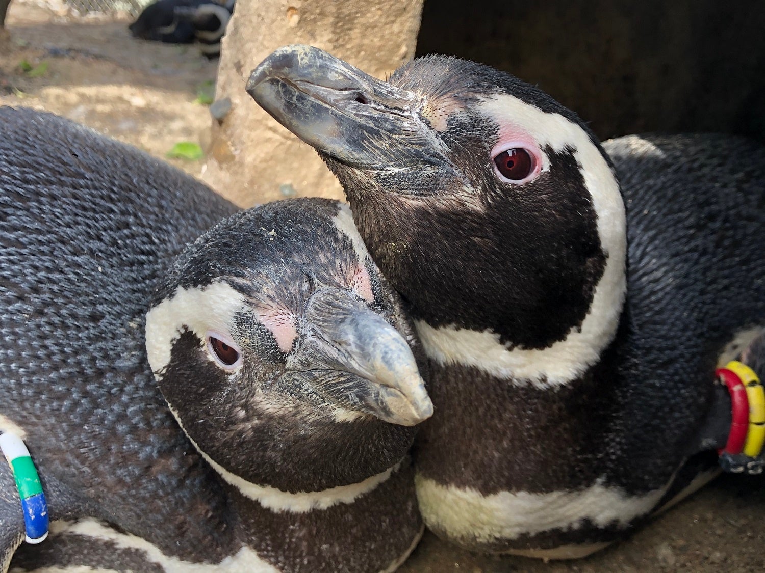 【上越市立水族博物館 うみがたり】繁殖シーズンに、企画に、マゼフェスも　うみがたりペンギンシーズン到来【令和７年５月１０日（土）〜６月８日（日）】