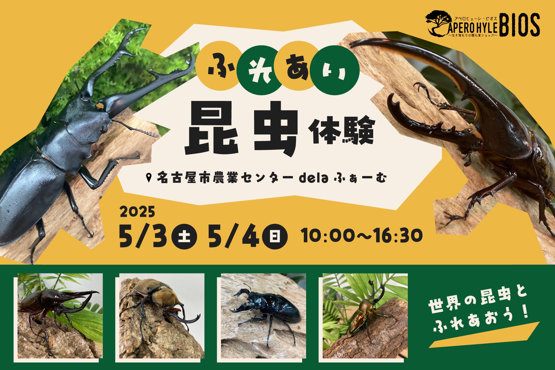 今年もやります！生き物たちの隠れ家ショップAPERO　HYLE　BIOS(アペロヒューレ・ビオス)のふれあい昆虫イベント！！