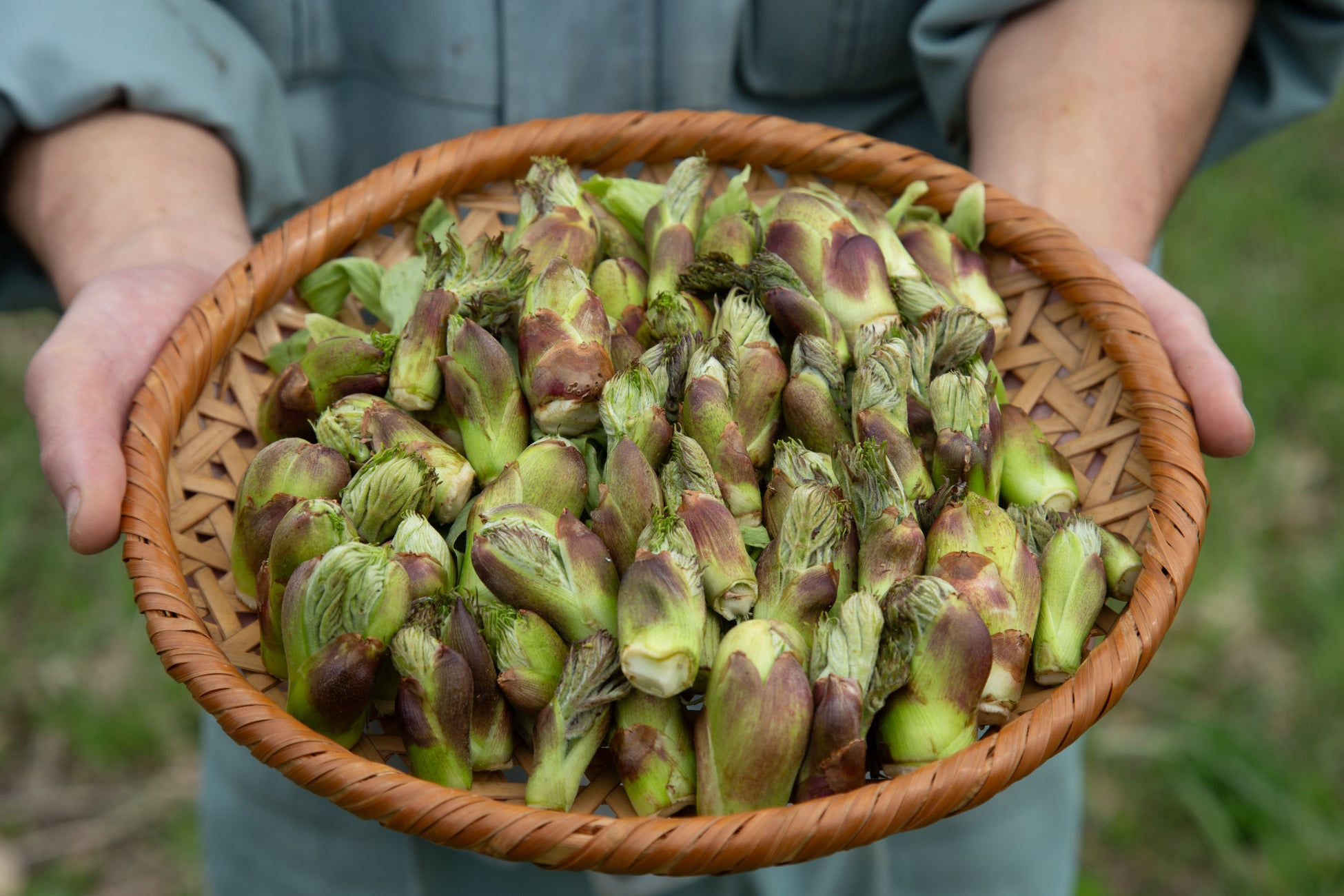 【期間限定・数量限定】天然のタラの芽を味わう贅沢なひととき 直営農場「東北牧場」より、旬の恵みをお届けする特別コース