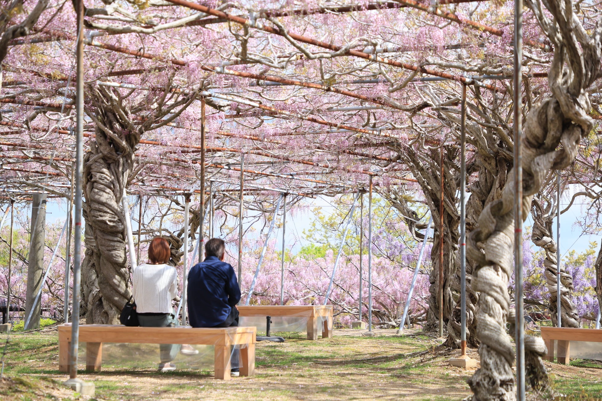 【広島／世羅】ふじが見ごろを迎えています　ふじとルピナスまつり《せらふじ園》