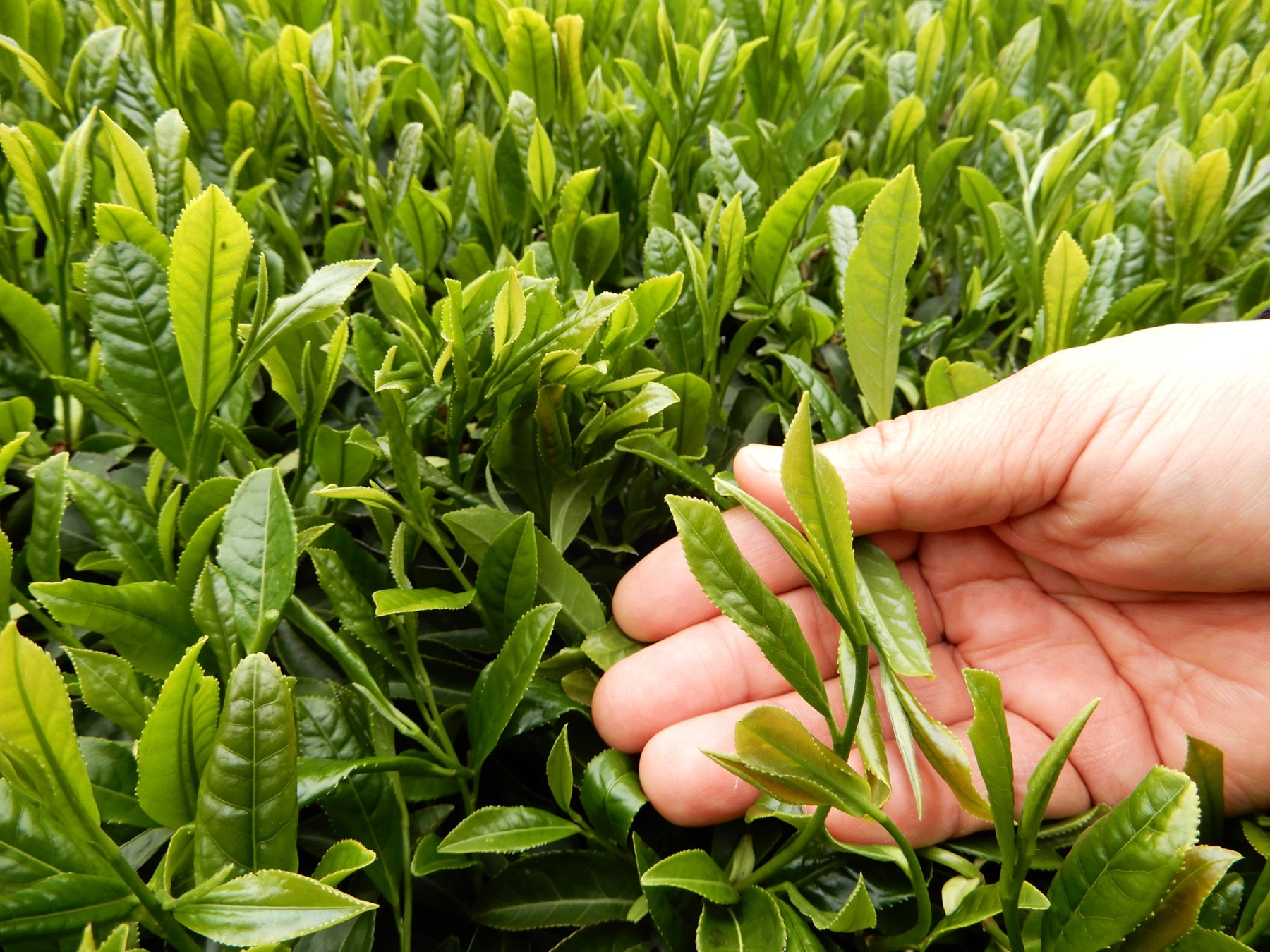 【JAF鹿児島】新茶の季節！荒茶生産量 初の全国一位 鹿児島で、「茶摘み＆釜炒り茶づくり」体験