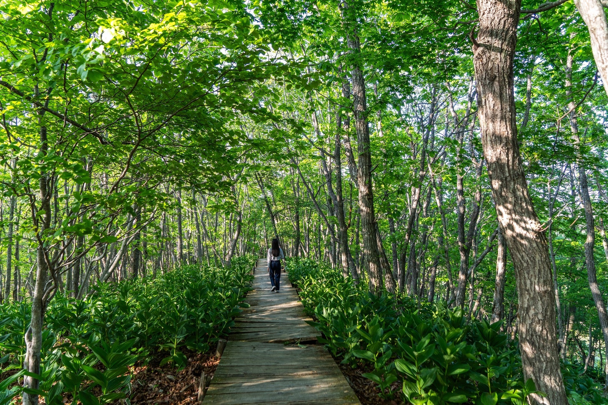 テラチャージ、鳥取県湯梨浜町の道の駅「燕趙園(えんちょうえん)」に電気自動車(EV)用急速充電器2口を設置しサービス提供を開始
