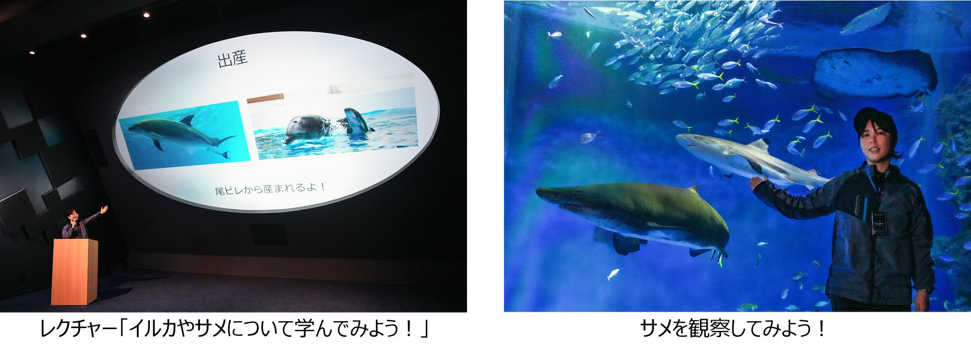 【神戸須磨シーワールド】イルカやサメについて学んでみよう！飼育員と楽しく学ぶ教育プログラム「生きものスマシースクール」を開催