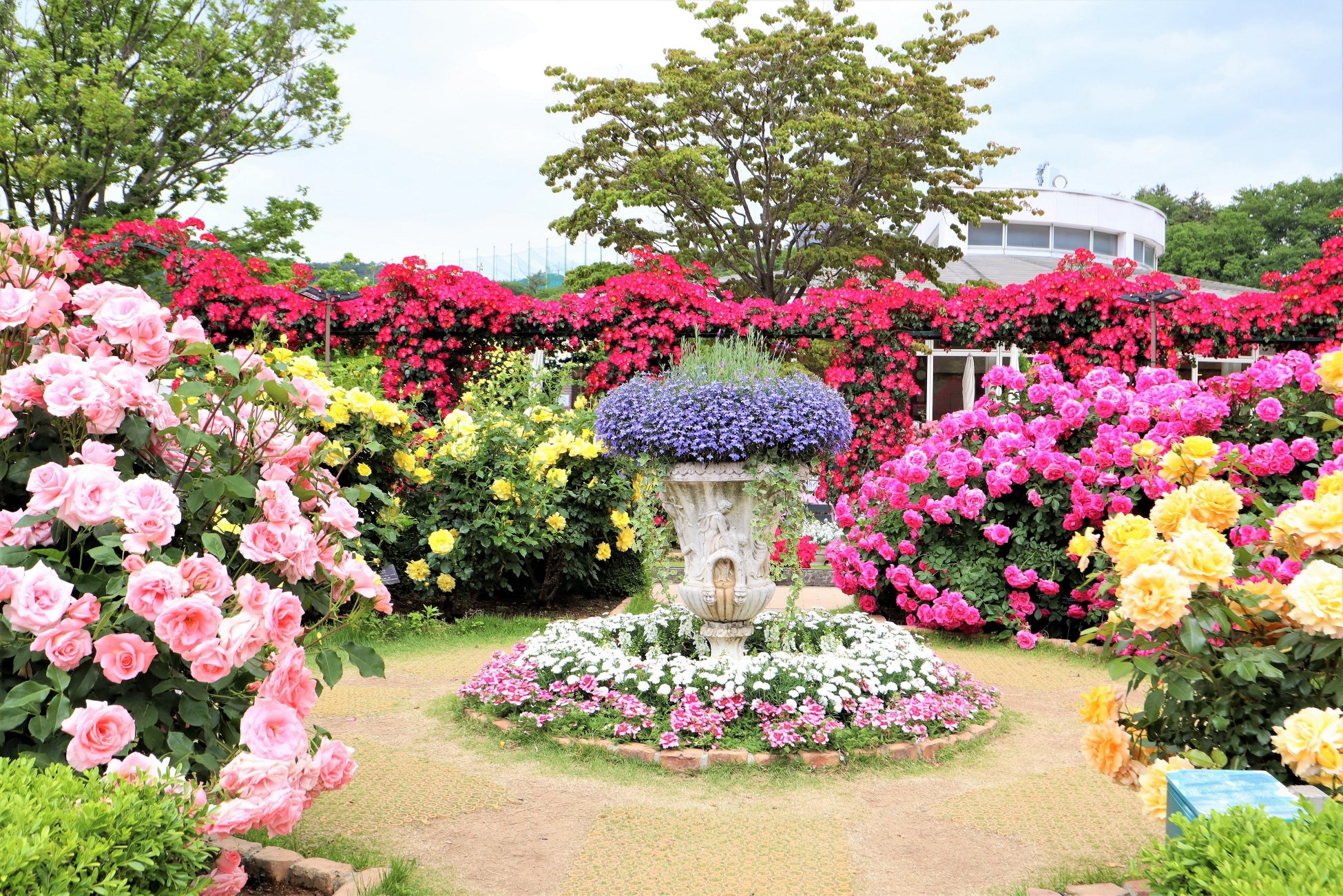 花のステージは、藤の花からローズガーデンへ『５００種２５００株の華やかなバラが見頃を迎えました！』