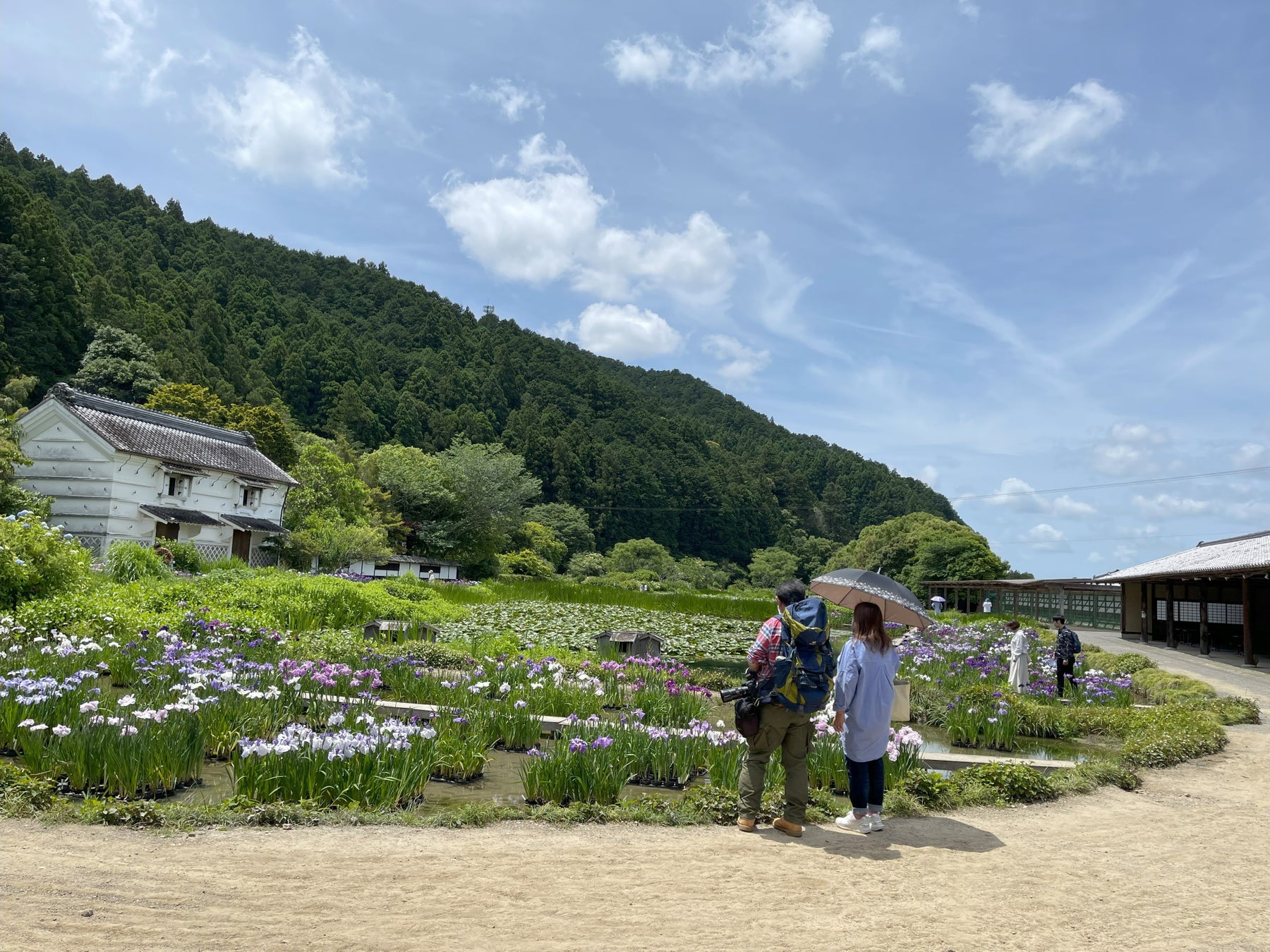 加茂荘花鳥園（静岡県掛川市）：花菖蒲・アジサイシーズン2025　開園中！