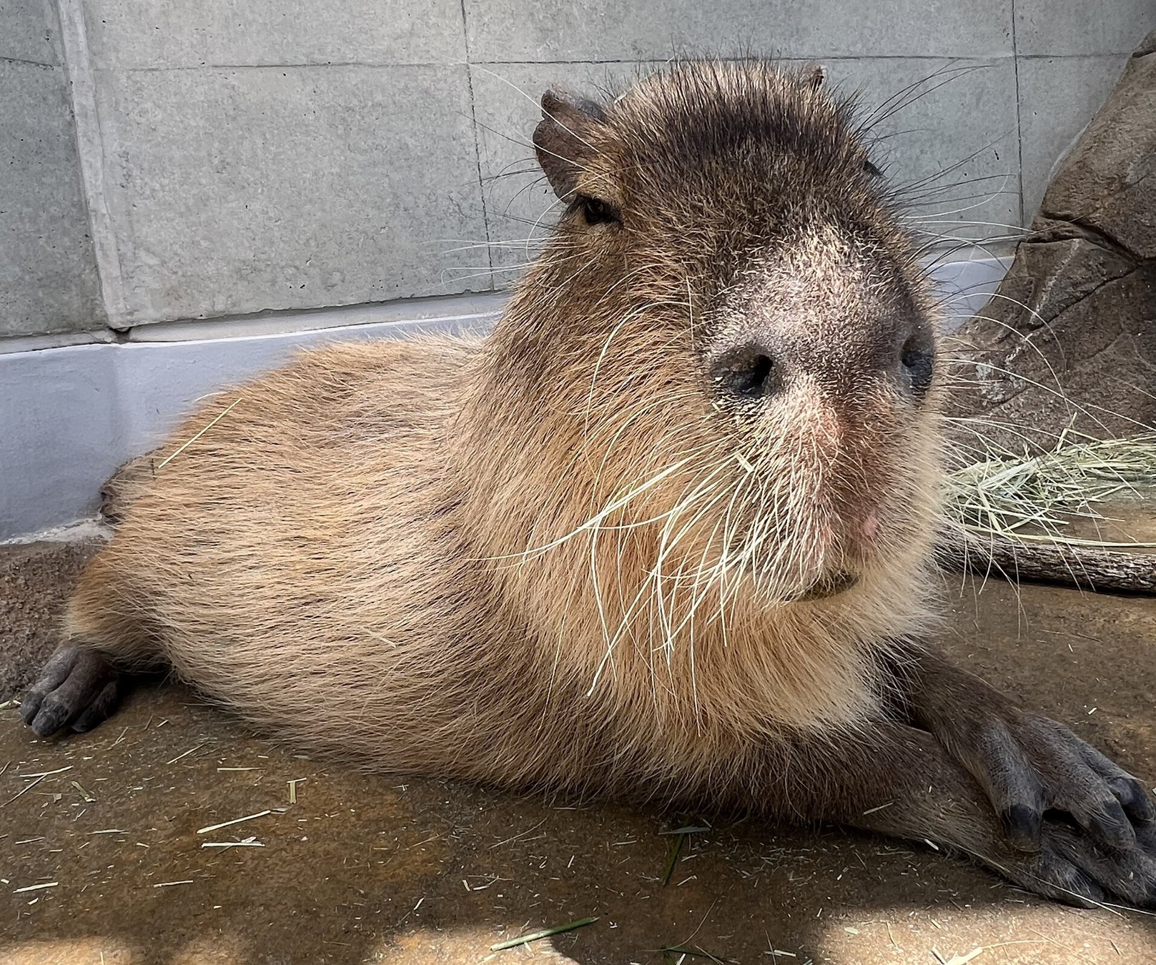 神戸の水族館”アトア”で暮らすカピバラの誕生日会を開催します！大好物モリモリの飼育員手作りケーキをプレゼント！