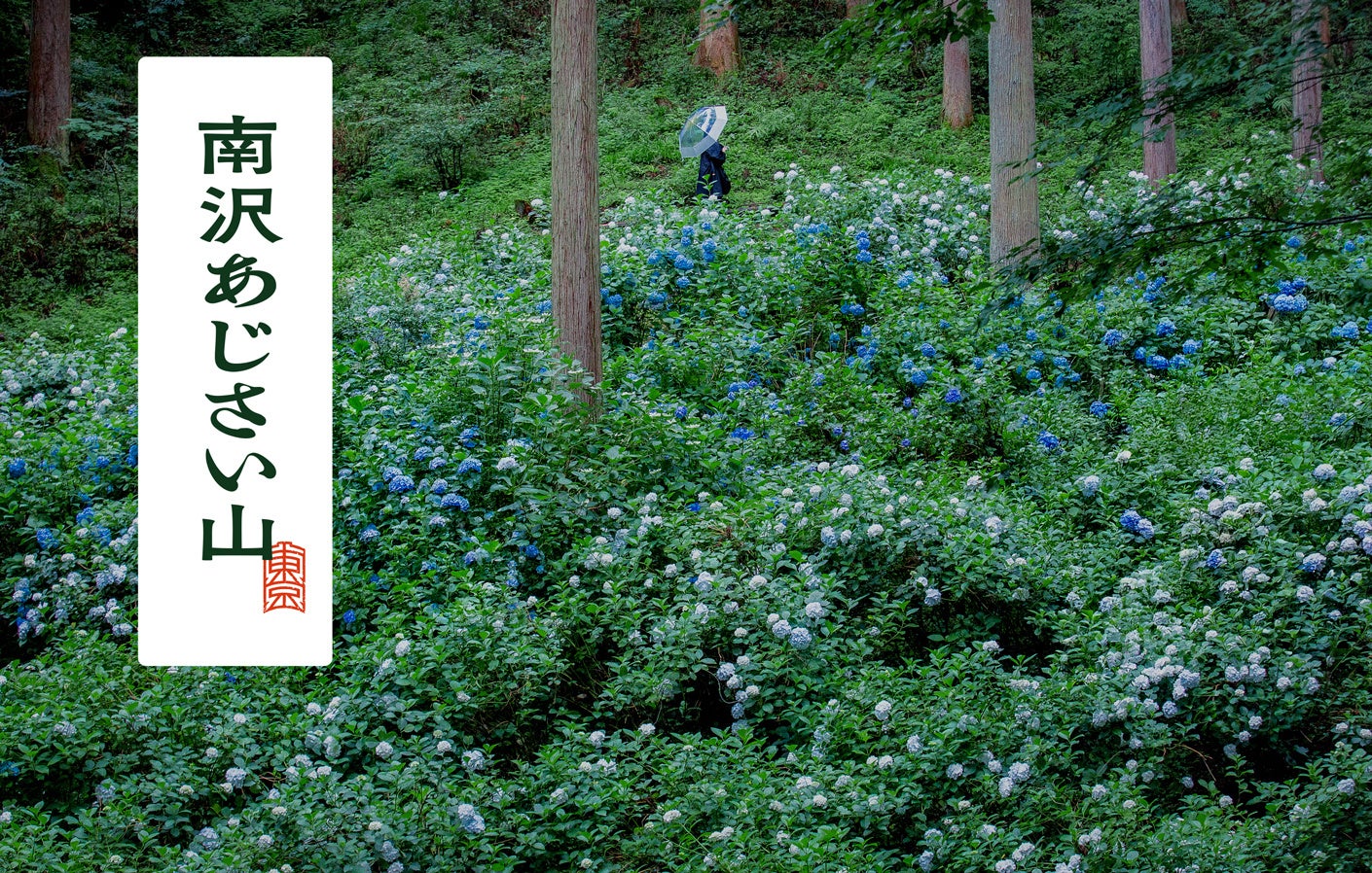 東京の秘境【南沢あじさい山】2025年も自然との共生をテーマに、地域の若い世代が中心となり、持続可能を目指す新たな取り組みを発表