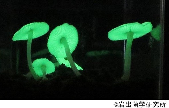 【オリエンタルホテル 沖縄リゾート＆スパ】やんばるの森に響く魂の調べ 「サックス侍」沖縄のホテル初公演 一日限定開催決定