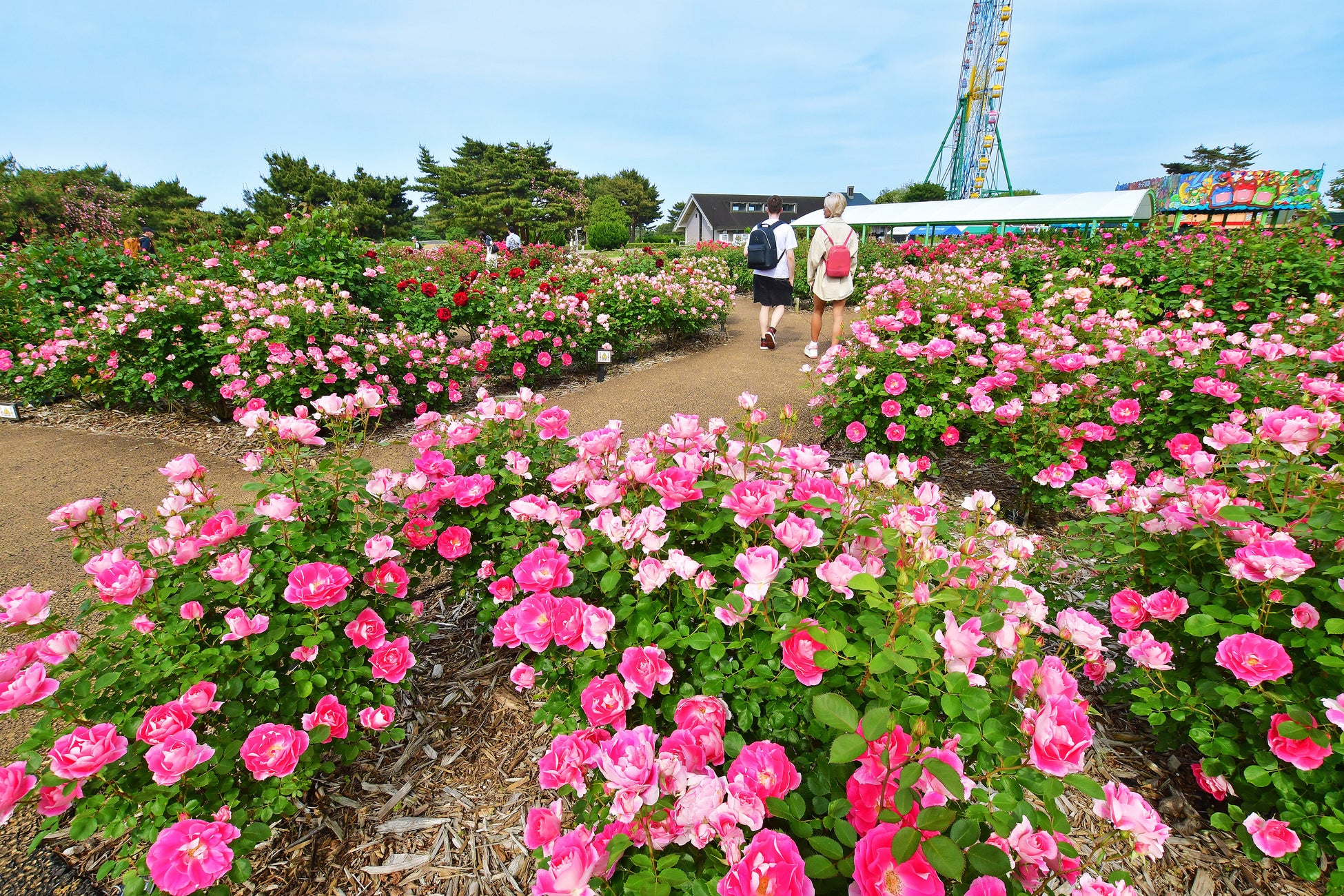 バラ まもなく見頃です（国営ひたち海浜公園）