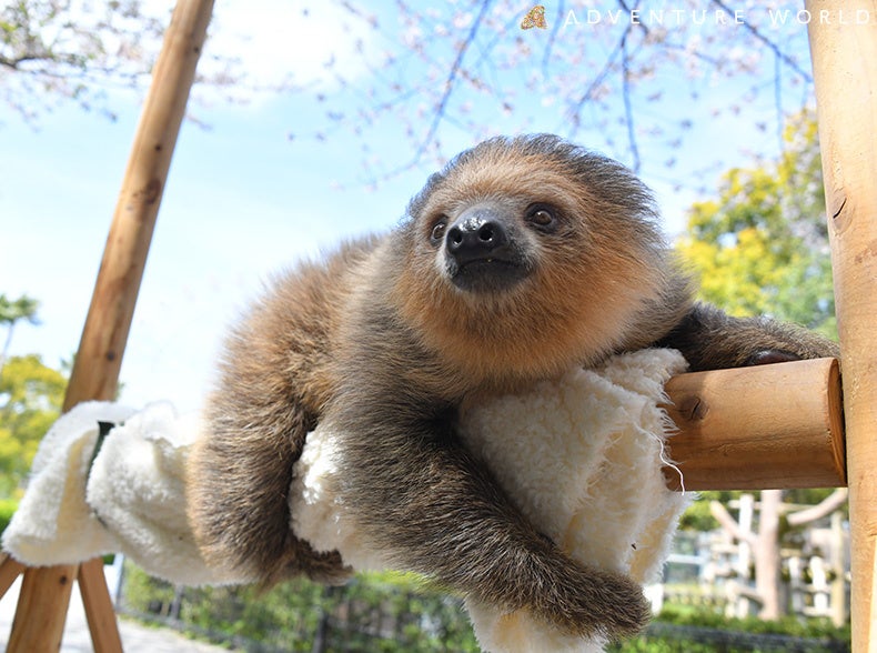 間近でのんびりごあいさつ人工保育で生後９か月を迎えるナマケモノのこどもと出会える「フタユビナマケモノの日光浴タイム」