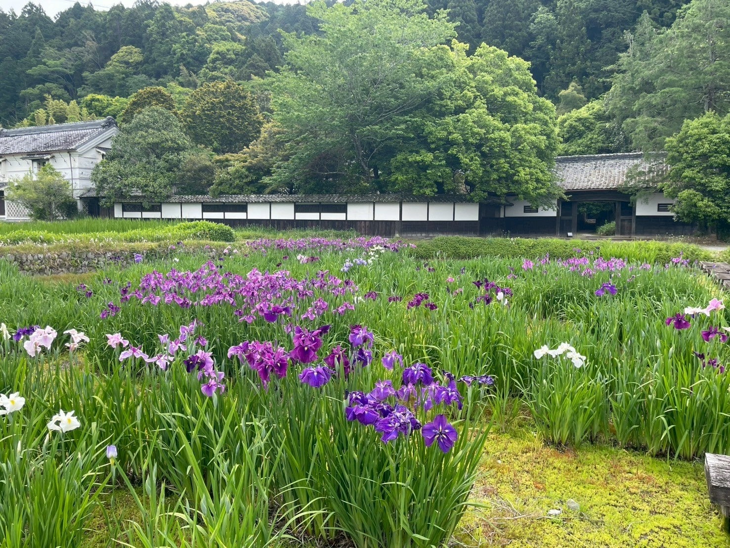 加茂荘花鳥園の花菖蒲とアジサイ：開花情報2025　①