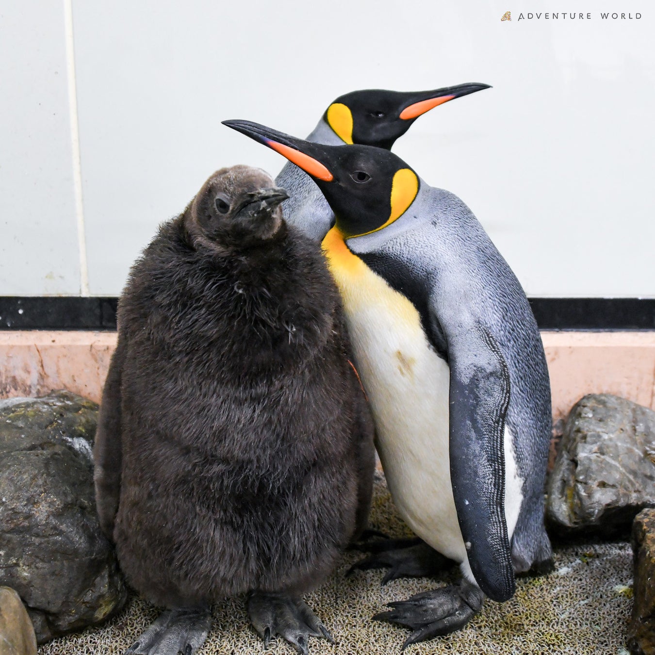 キングペンギンの人工授精に４年ぶりに成功しました！～産学連携による共同研究で国内４・５例目となる赤ちゃんが誕生～