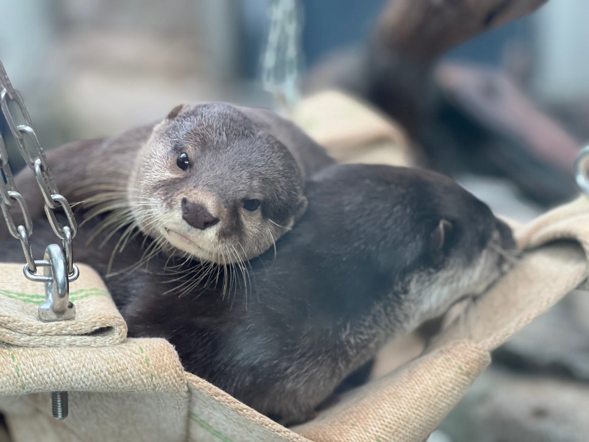 【都ホテル 京都八条】京都駅前でホテルグルメ&飲み放題が楽しめる「エキマエ ビアホール」期間限定開催