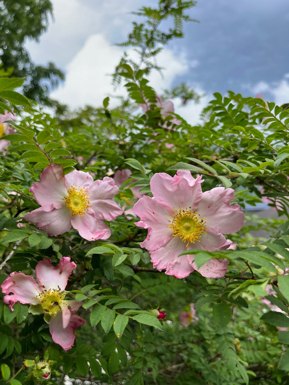 箱根強羅公園でバラが開花しました！
