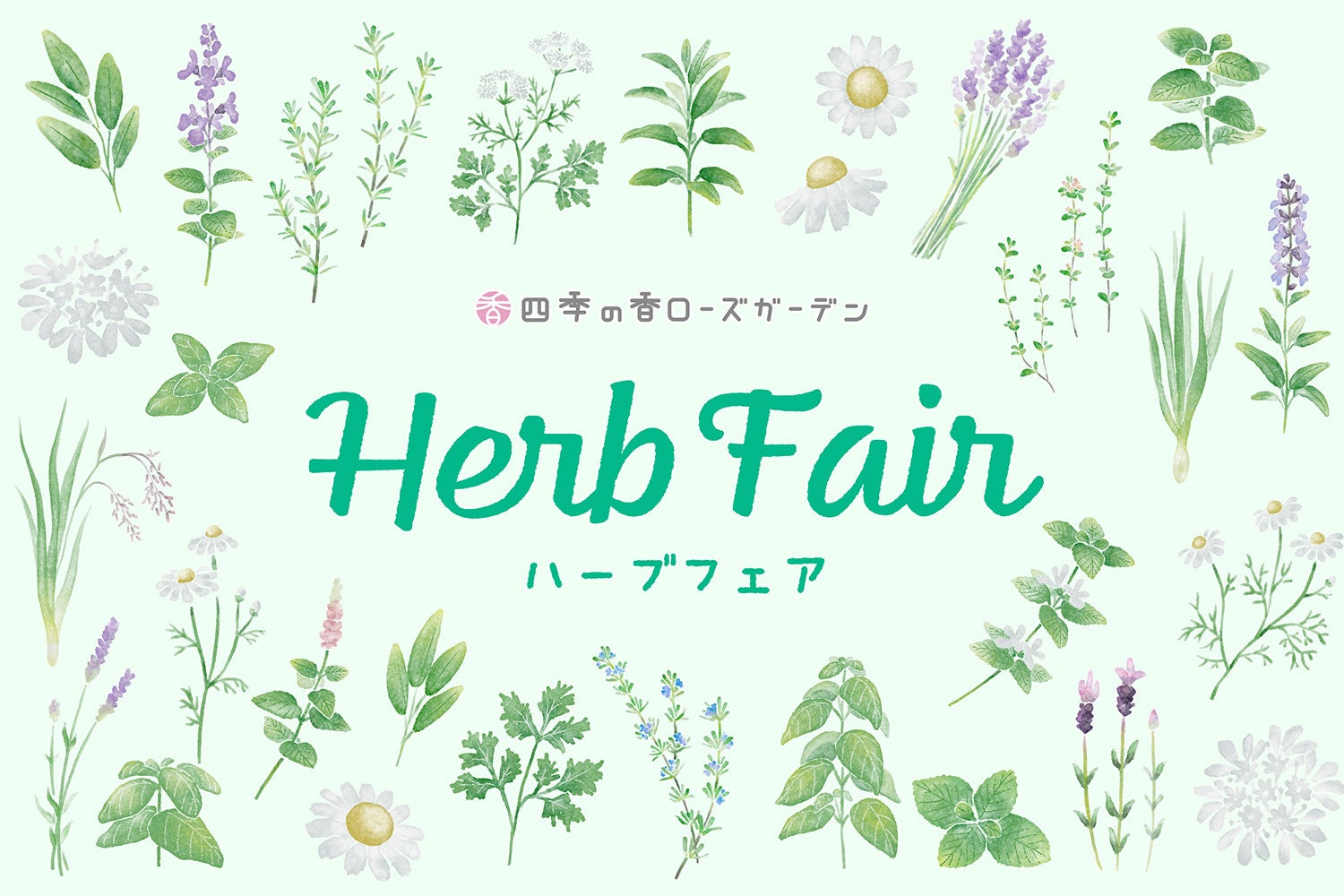 練馬区立 四季の香ローズガーデン初となる「四季の香ローズガーデンハーブフェア」を開催／6月には180種以上のハーブや人気の紫陽花が見ごろを迎える